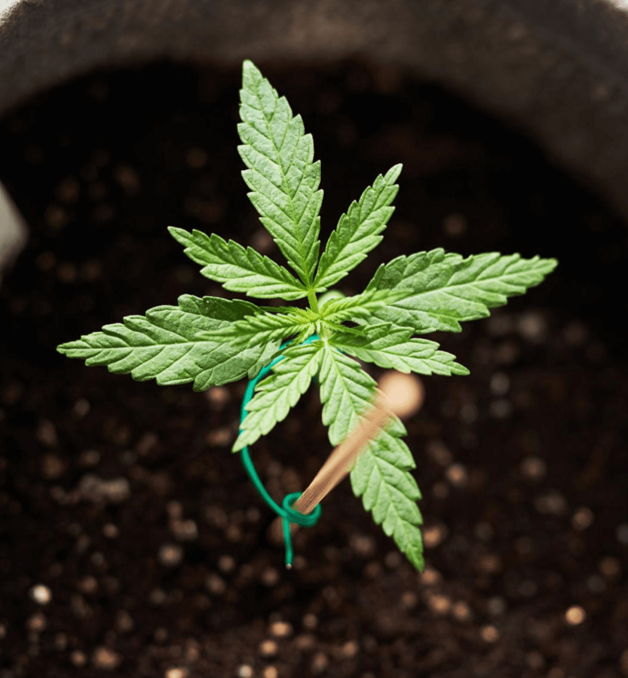 Medical marijuana